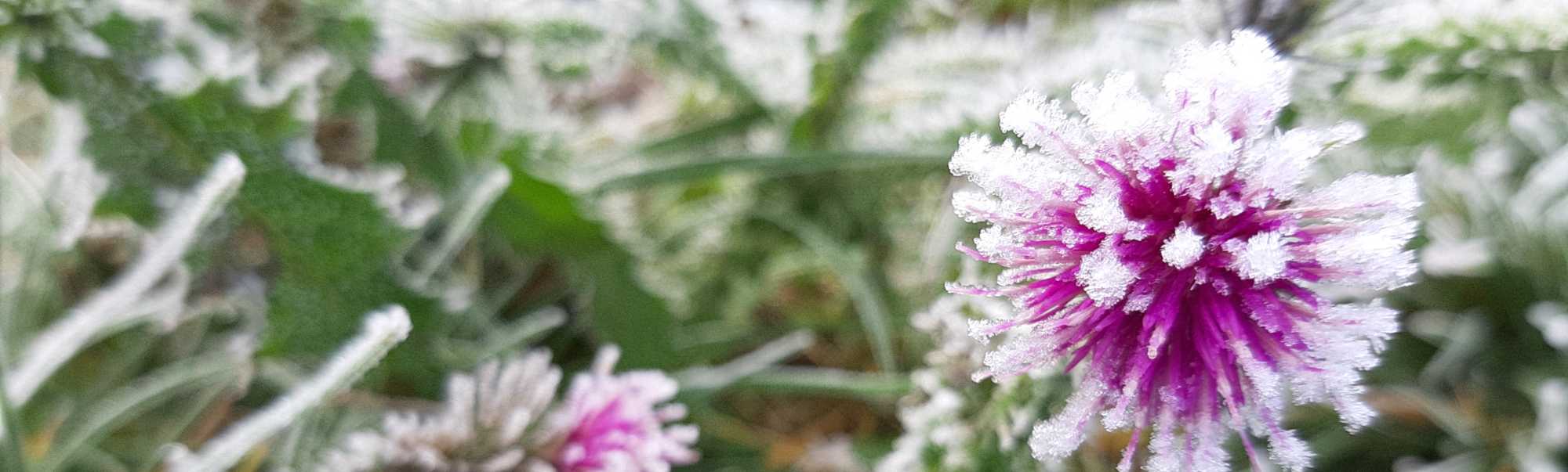 distel met rijp 2